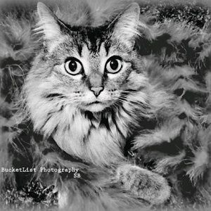 Meet your Posher, Sharon